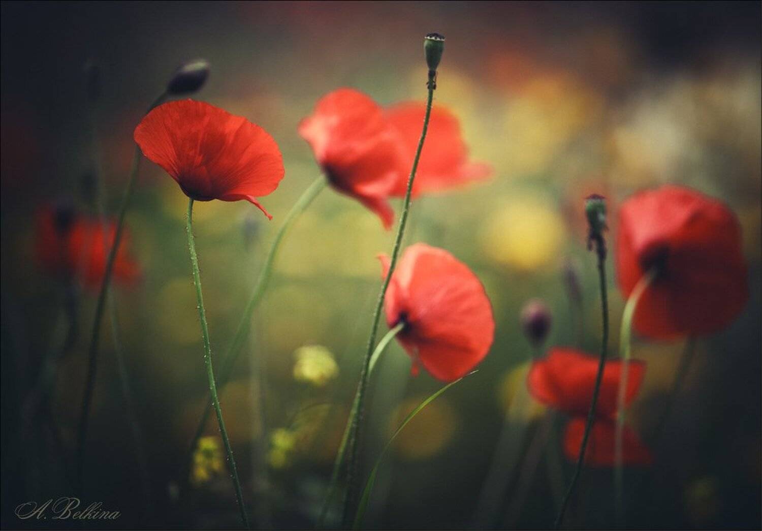 , Ариадна Белкина