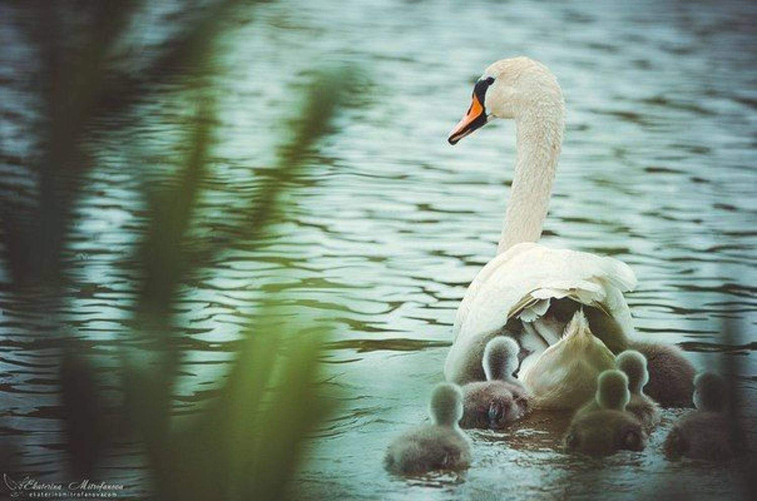 лебедь,птенцы,птицы,природа,вода,красота, Екатерина Митрофанова