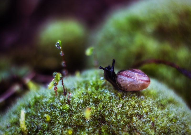 улитки фото превью