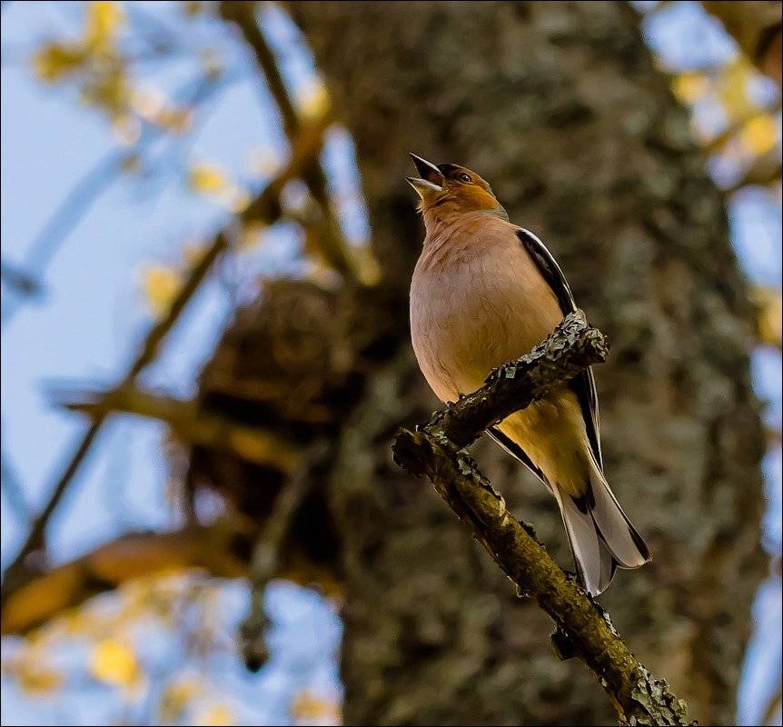 , Бурлов Андрей
