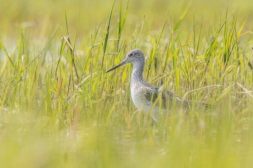 Common Greenshank