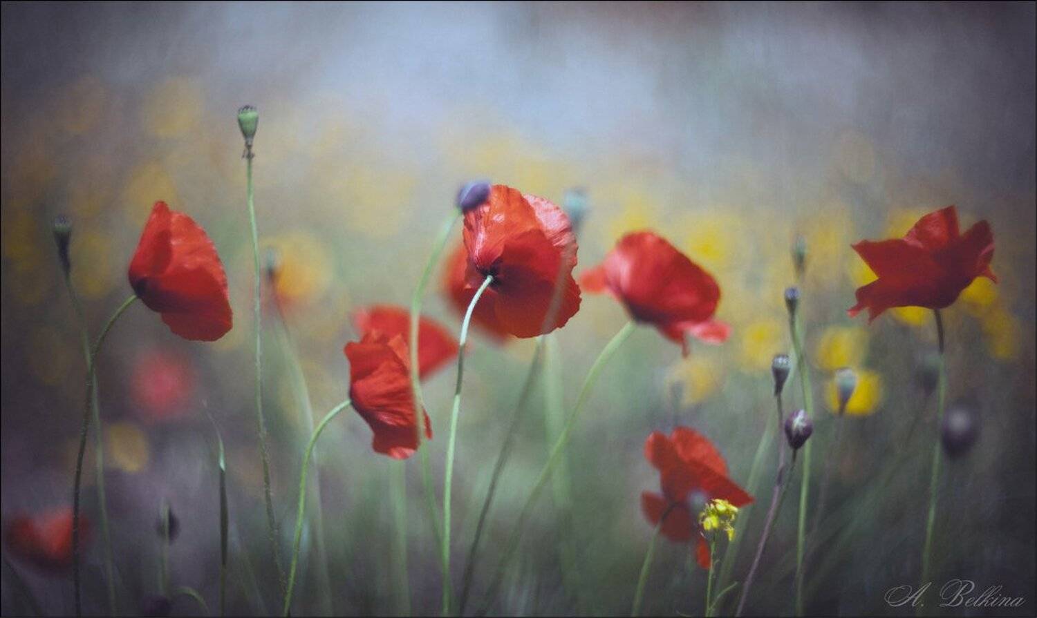 cyprus, spring, 2016, helios, 40-2, Ариадна Белкина