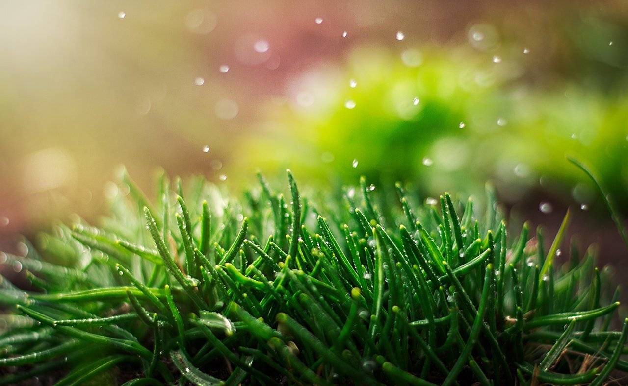 Весна трава солнце летний дождь, Парбукова Анна