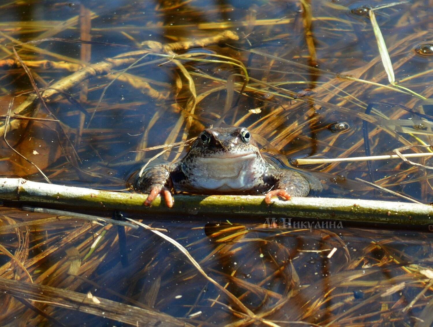 , Марина Никулина