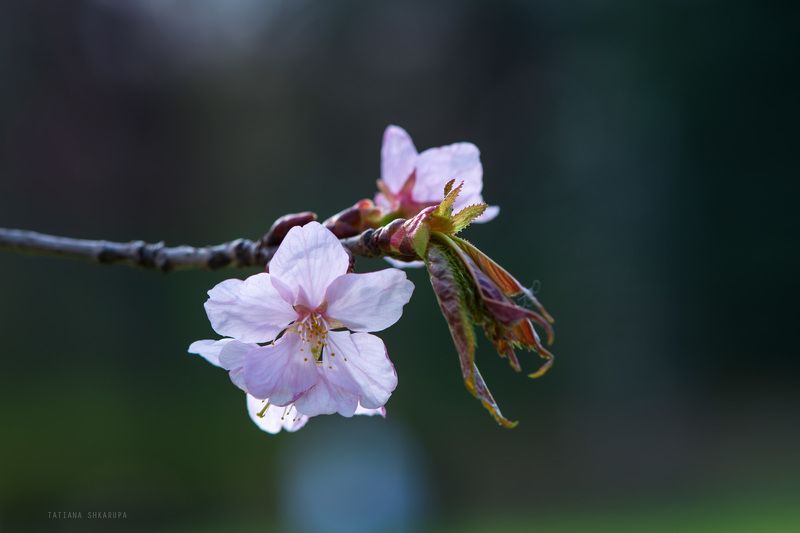 Сакуры цвет 2016 фото превью