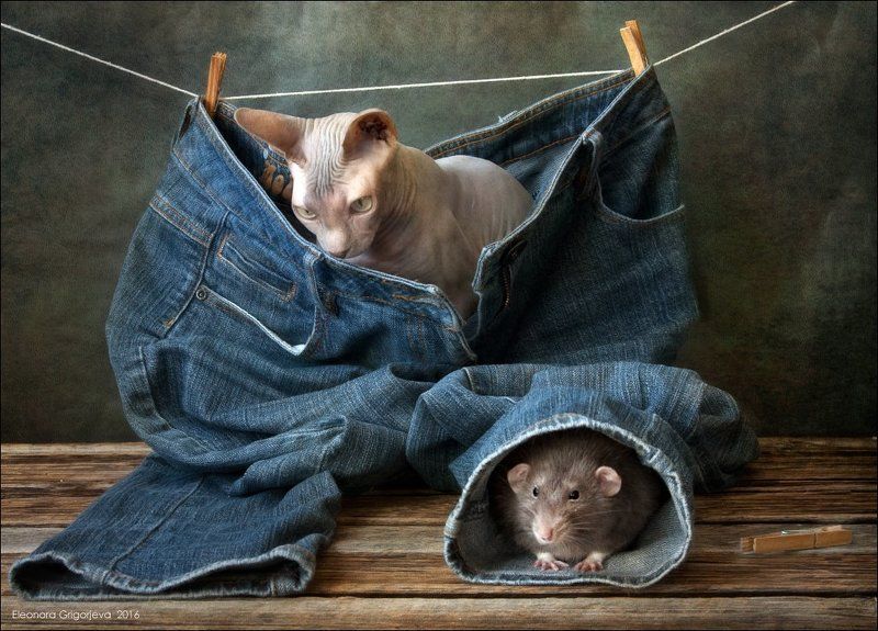 rats\'n\'cats, декоративная крыса, кошки, кошки-мышки, крыса дамбо, натюркотики Крысиные истории. Поиски и находки. фото превью