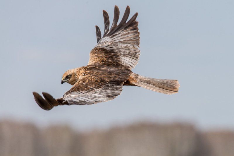 Болотный лунь, Птицы, Сибирь, Фотоохота Болотный лунь фото превью