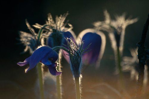 Pro лучшие цветы Мещёры на мой день рождения