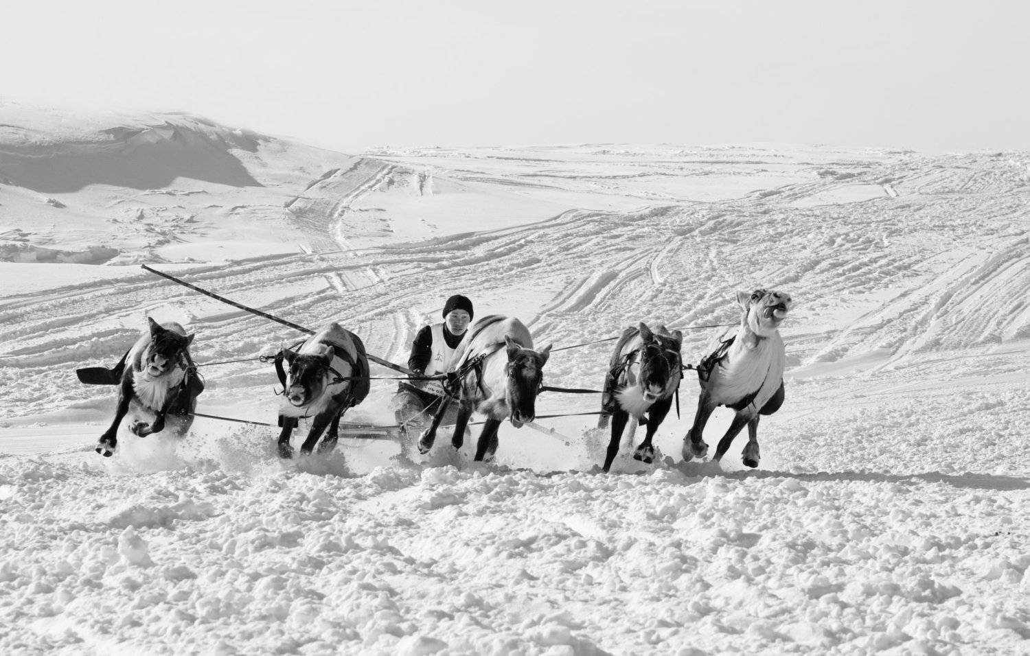 ямал, полярный урал, олени, зима, гонки, полярный урал, март, Настя Братка
