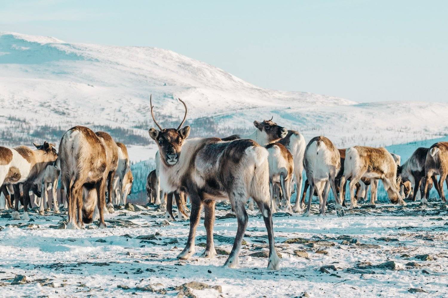 ямал, народысевера, полярныйурал, олени, пастбище, полярный, урал, зима, Настя Братка