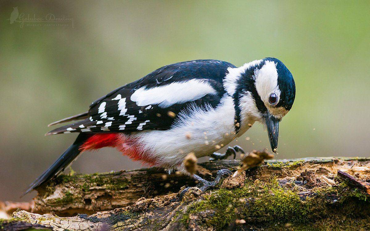 большой пестрый дятел, дятел. птицы, дикая природа, great spotted woodpecker, woodpecker, bird, wildlife, Голубев Дмитрий