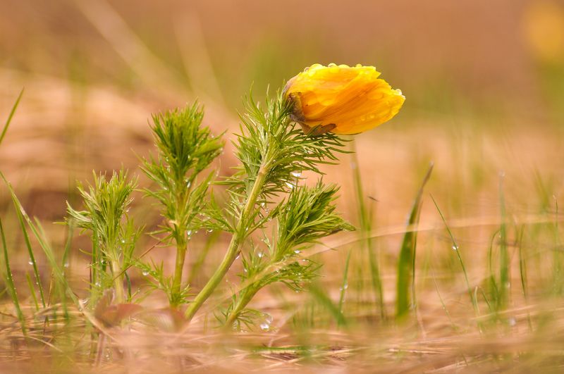 май, природа, весна, первоцвет, цветы, татарстан, россия, цветок, адонис, макро Первоцвет фото превью