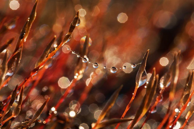 Кукушкино ожерелье фото превью