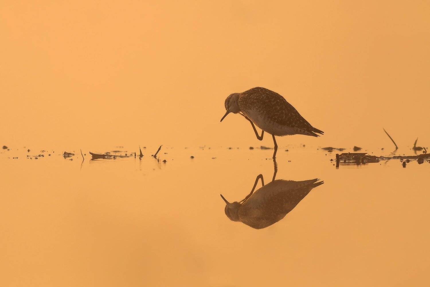400mm, 50d, Bird, Canon, Mirror, Poland, Sokol, Sunrise, Swamp, Water, Łukasz Sok&oacute;ł