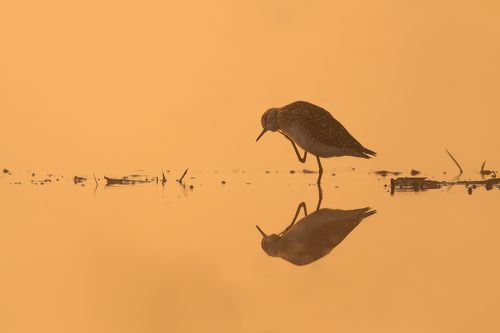 Mirror upon the wall...