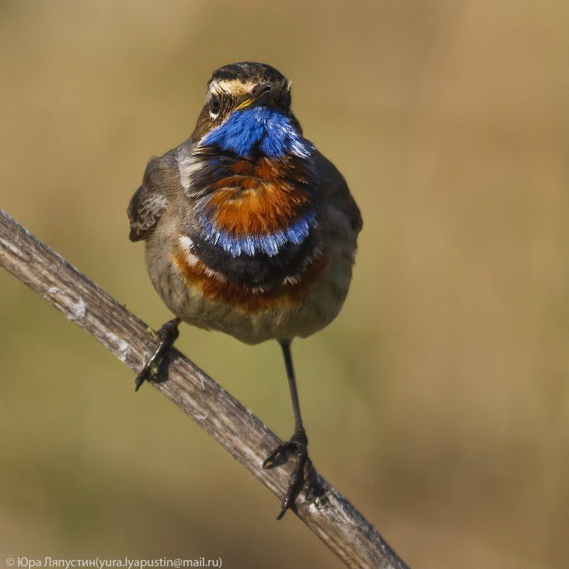 варакушка, Bluethroat. фото превью