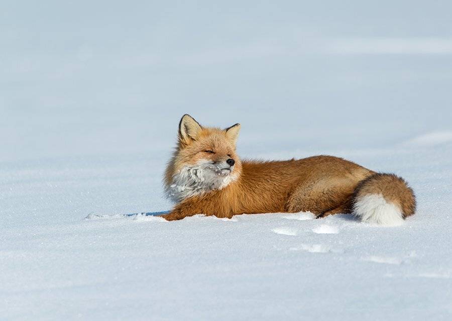 , Максим Деминов
