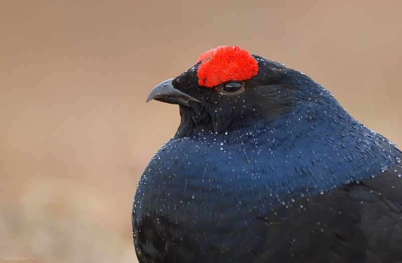 Ещё раз о них! фото превью