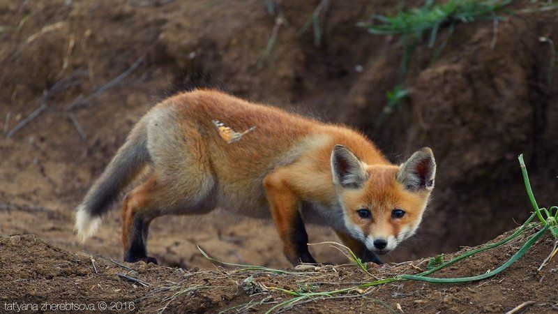 my-mriya,  Маленький охотник фото превью