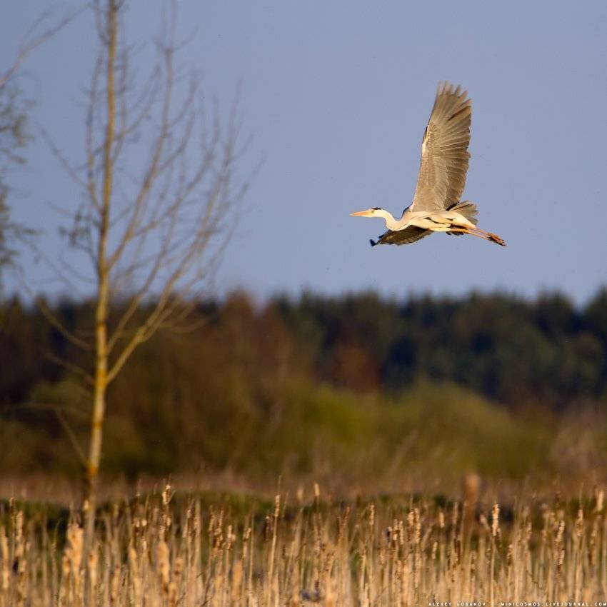 Серая цапля, Алексей Лобанов