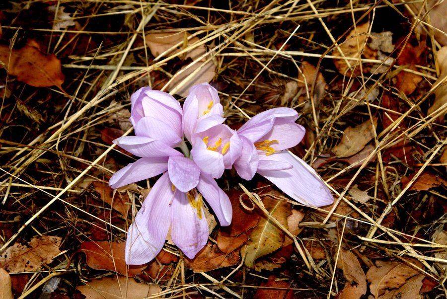 безвременник, Maria V. Gorskaya