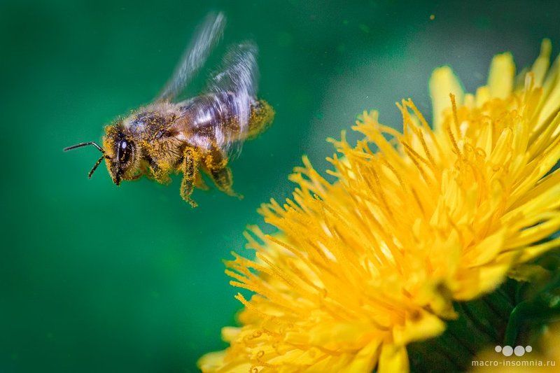 макро, пчелы, мед, одуванчики, солнце, апрель, май, взлет, крылья, в полете, кривошеев кирилл, макро инсомния, macro insomnia, пыльца, полет От цветка фото превью
