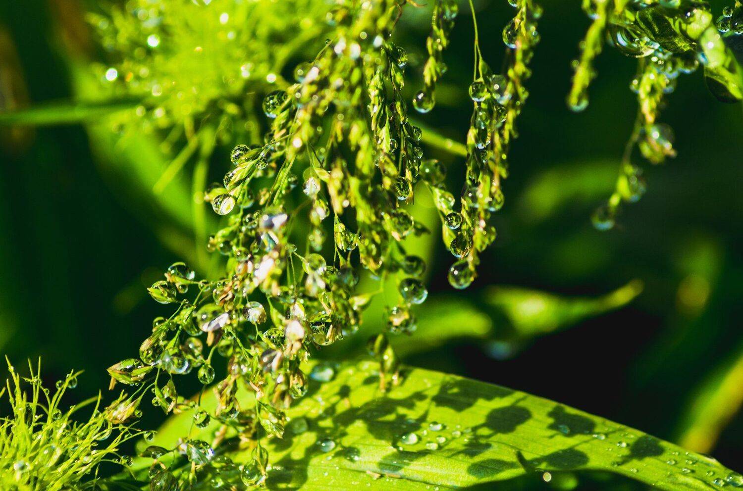 Листва, роса, капельки, Майя Афзаал