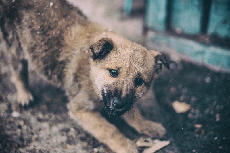 Деревня, Иланский, Красноярск, Пес, Россия, Сибирь Арчи фото превью