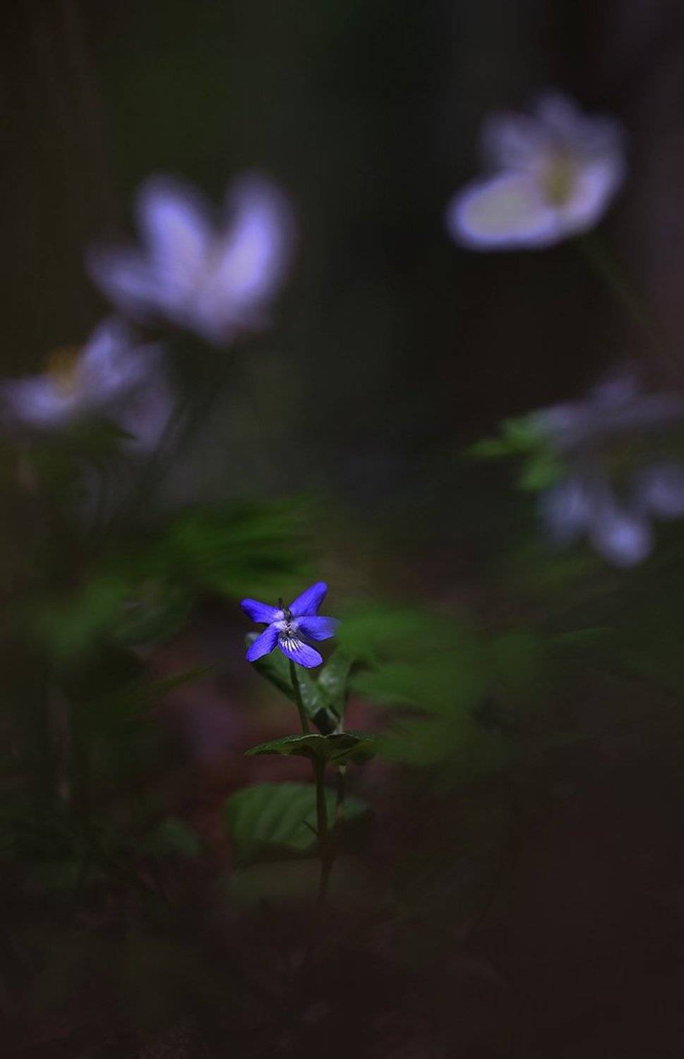 Цветы,голубой,холодно,весна,пасмурно,лес,мох,свет,листья,зеленые,коричневые,ранняя,весенний,красивые, Виктор