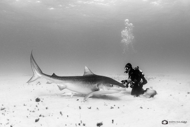 underwater, diving, tiger shark, shark, pelagic, predator, ties, relation, relationship, black and white Affection фото превью
