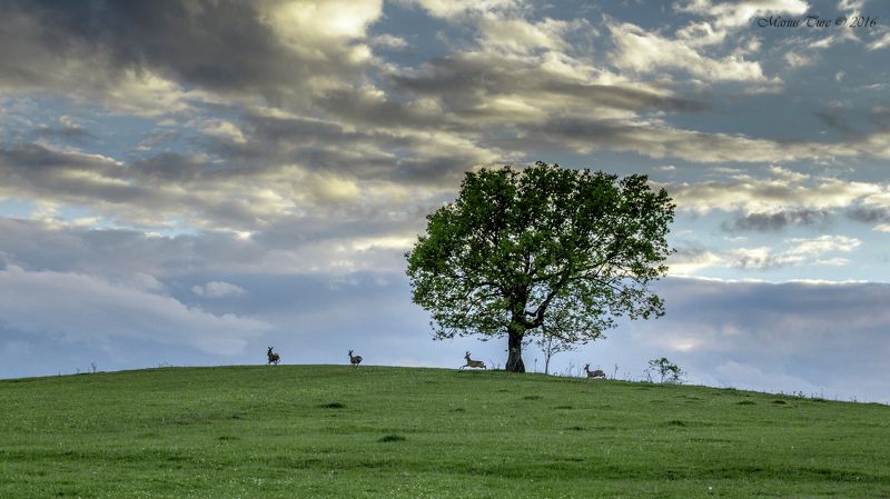animals,tree,nature,sky,clouds,deer,running In the light of sunset фото превью