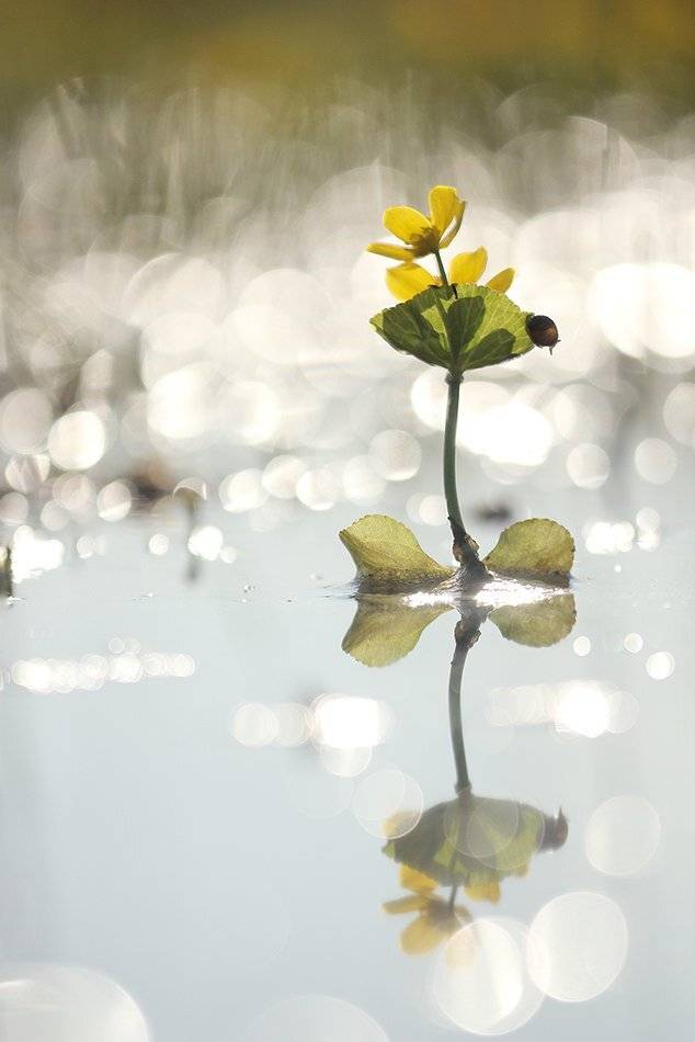 , Иваненко Светлана