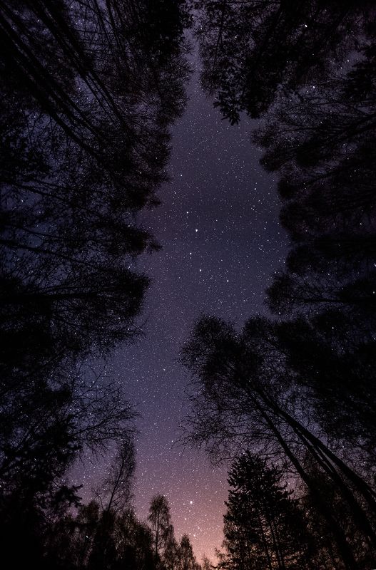 Ночь в майском лесу фото превью
