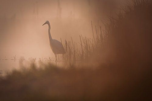 Ardea alba