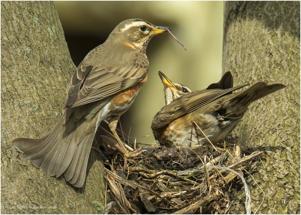 , Валерий Субачев