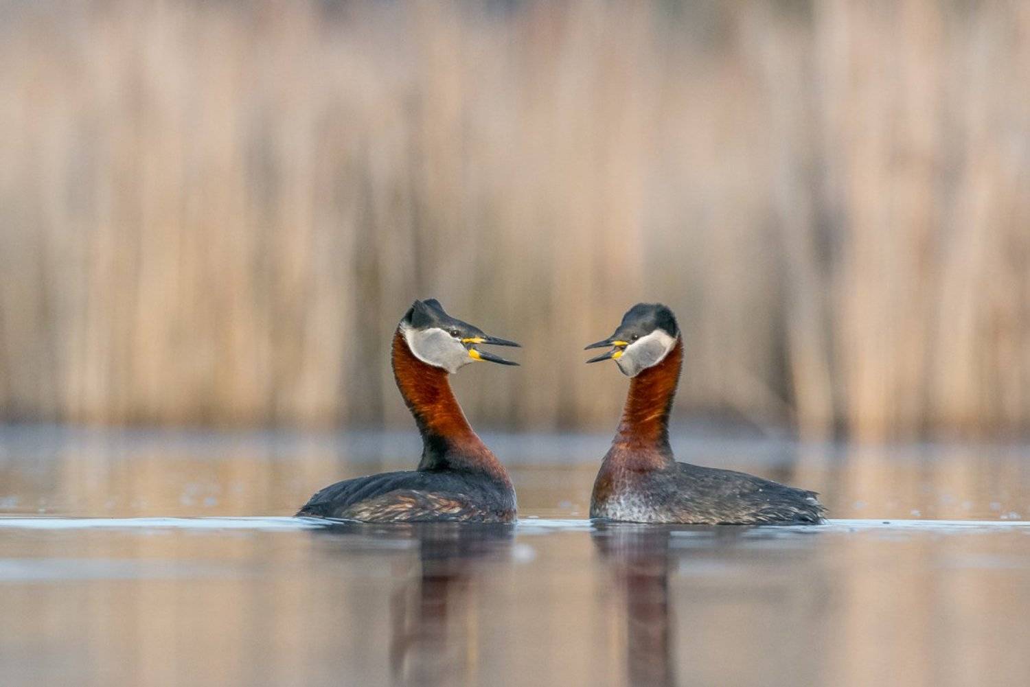 aves, birds, grebes, podiceps, podiceps grisegena, ptaki, red-necked grebe, perkoz rdzawoszyi, birder's corner, Dominik Chrzanowski