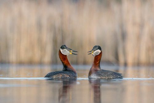 Red-necked Grebe