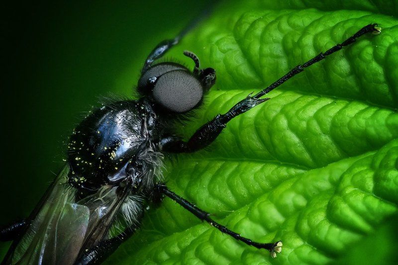И в мухе небо отражалось... фото превью