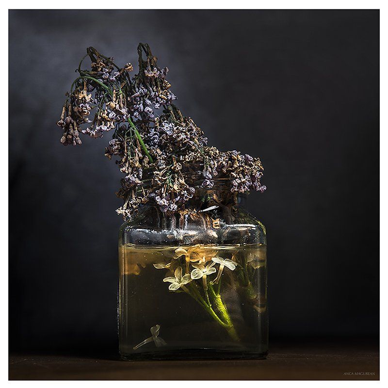 emotion, Flowers, plants, Emotion фото превью