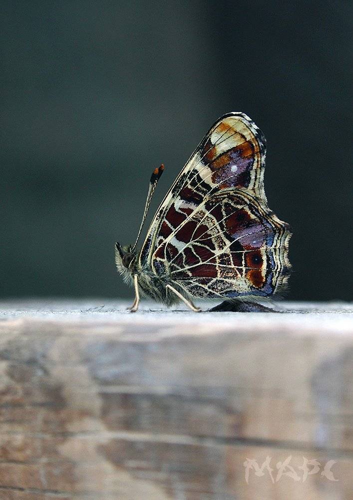 , Шангареев Марс