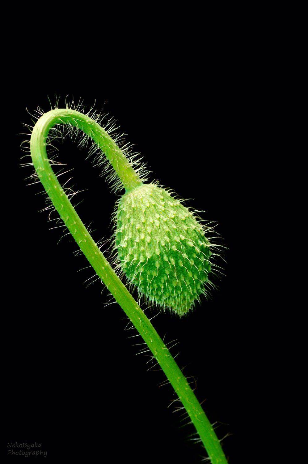 растения, мак, цветы, бутон, природа, зеленый, plants, flowers, poppy, green, nature, bud, Тараненко Анжелика