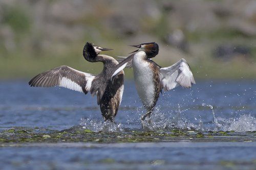 Это не танец, это борьба..