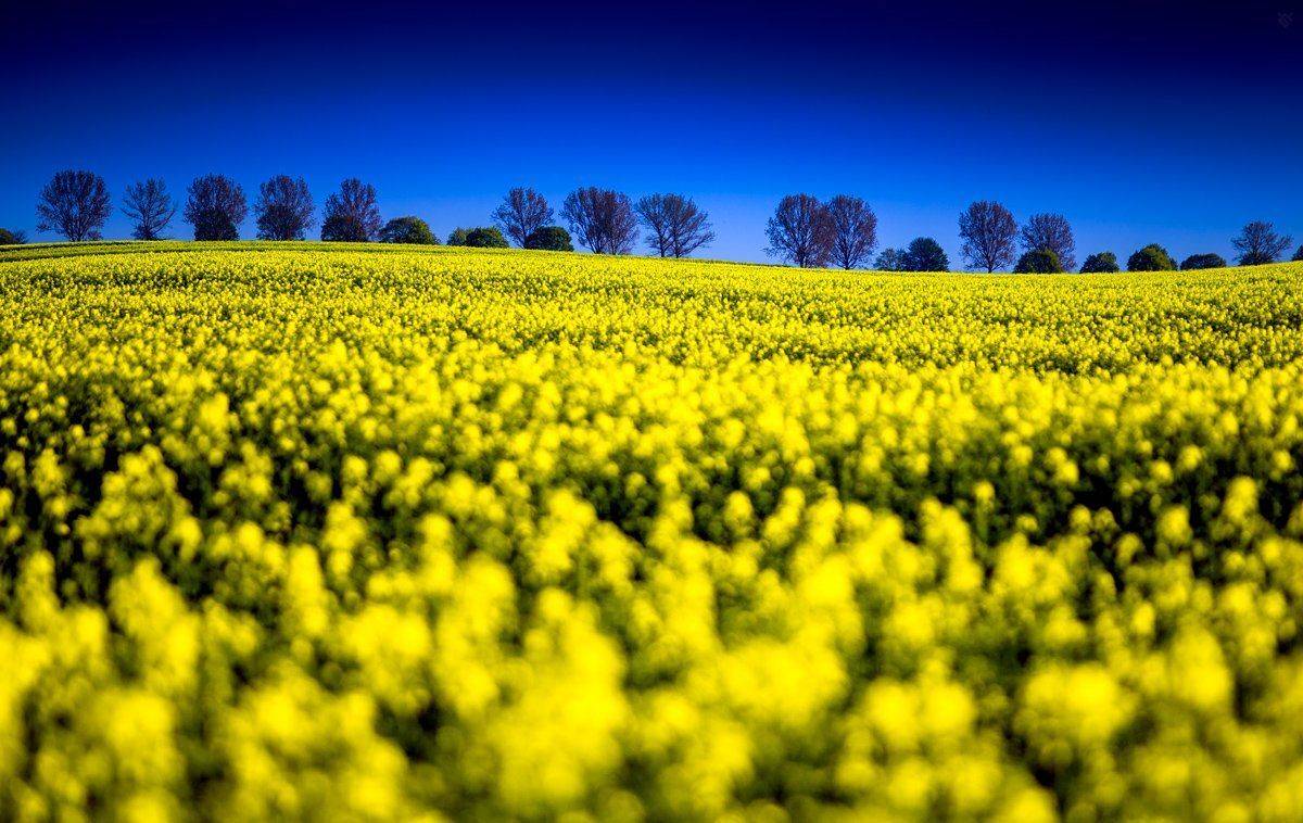 yellow, field, ocean, canary, nature, landscape, Wojciech Grzanka