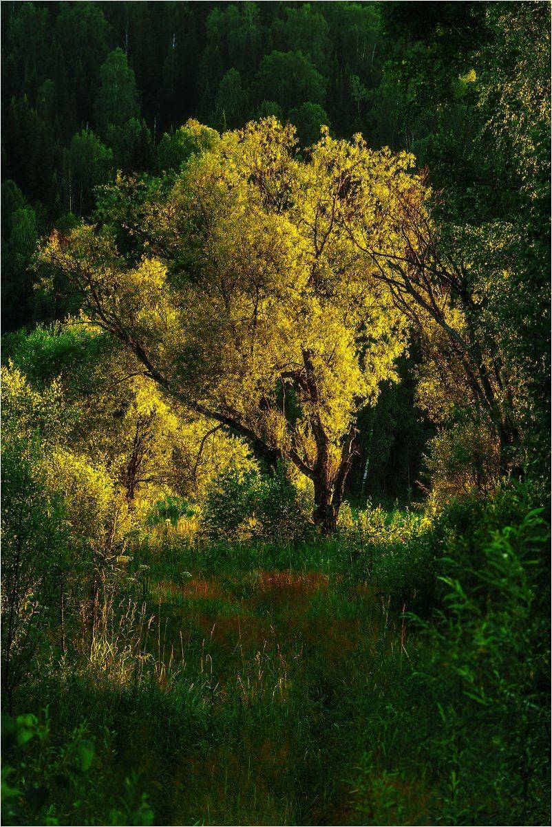 природа, деревья, лучи, солнце  , Александр Потапов