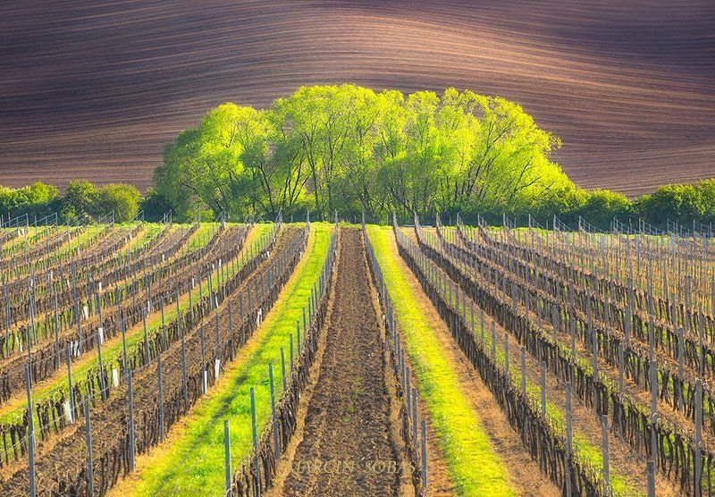 Spring wineyard фото превью