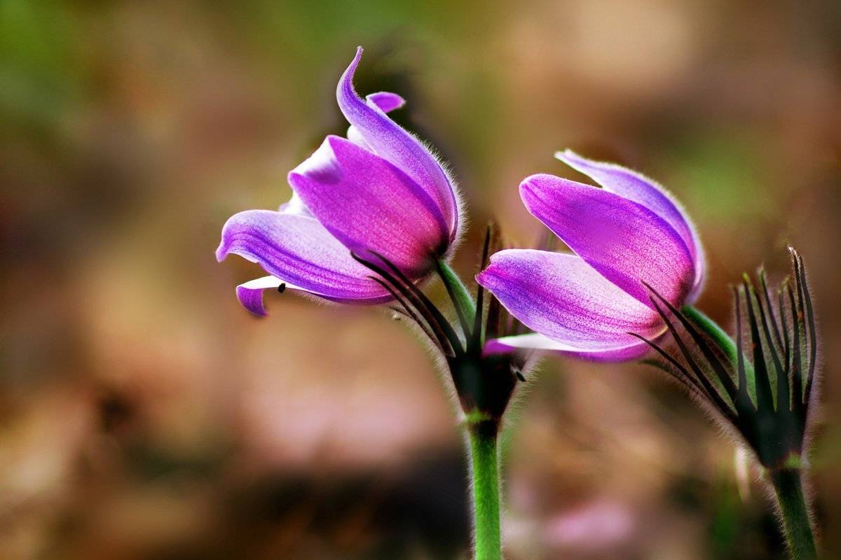 , Инна Богуславская