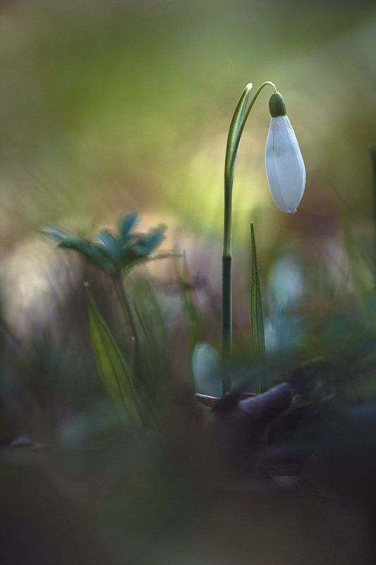 Early spring фото превью