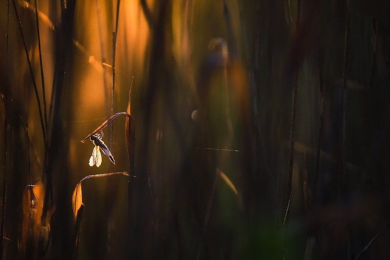 Волшебное утро ко мне постучалось... фото превью