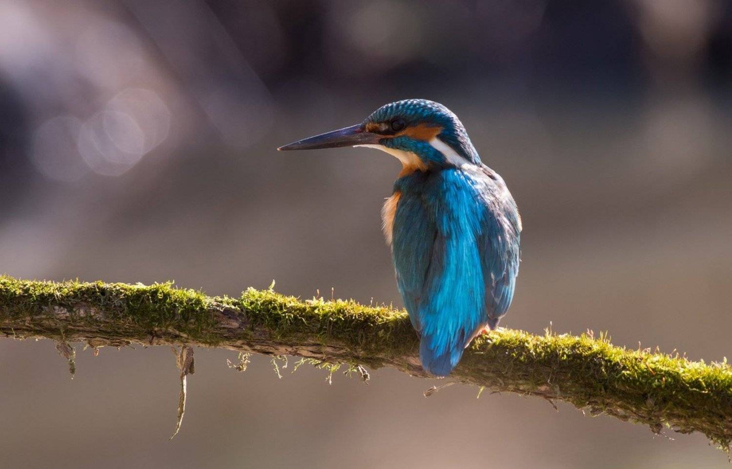 , Александр Чибиркин