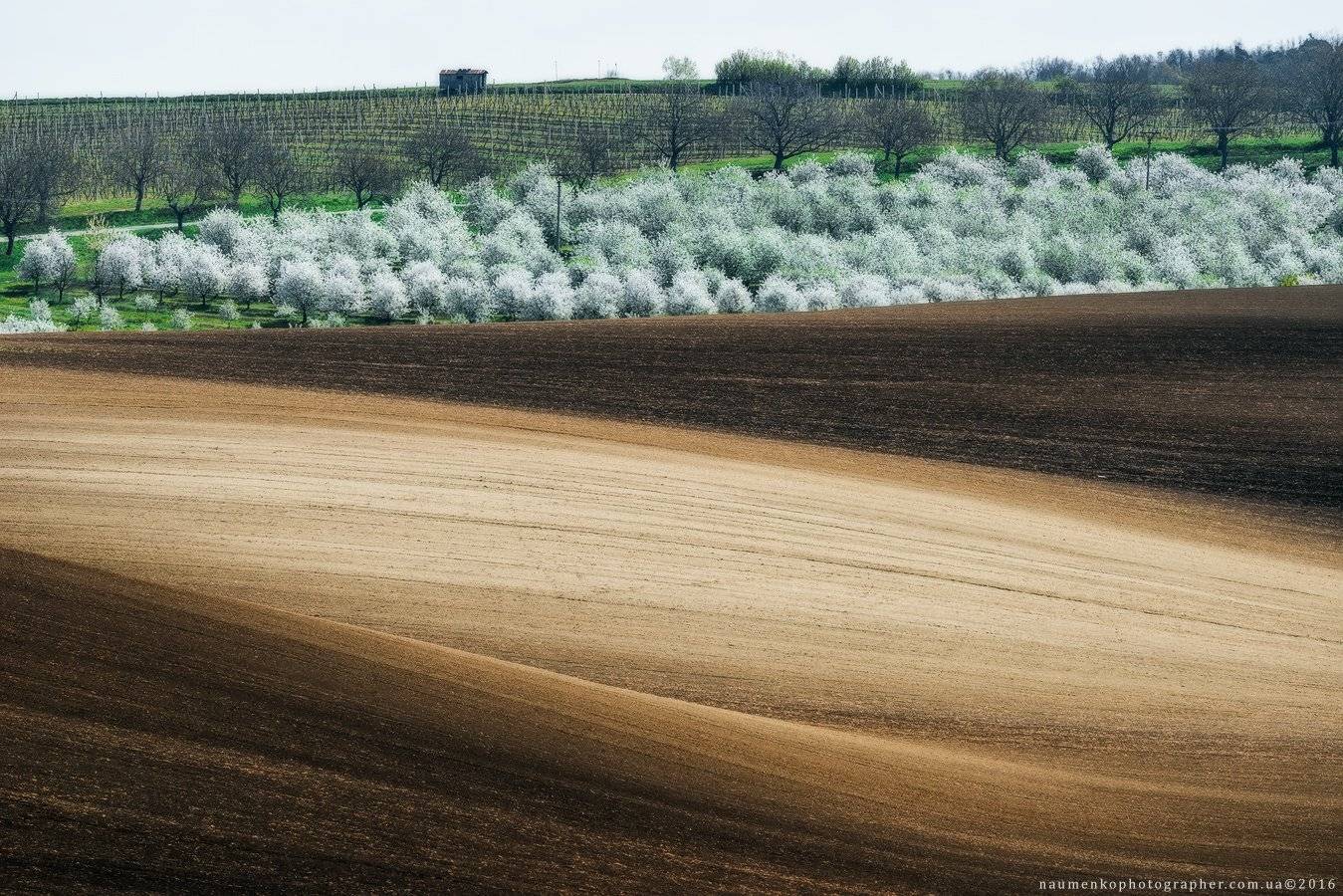 весна,	виноградники,	волны, деревья,	зелень,	поля,	рапс, чехия,	моравия, Александр Науменко